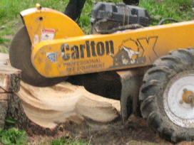 Tim Daniel grinding out oak tree stump